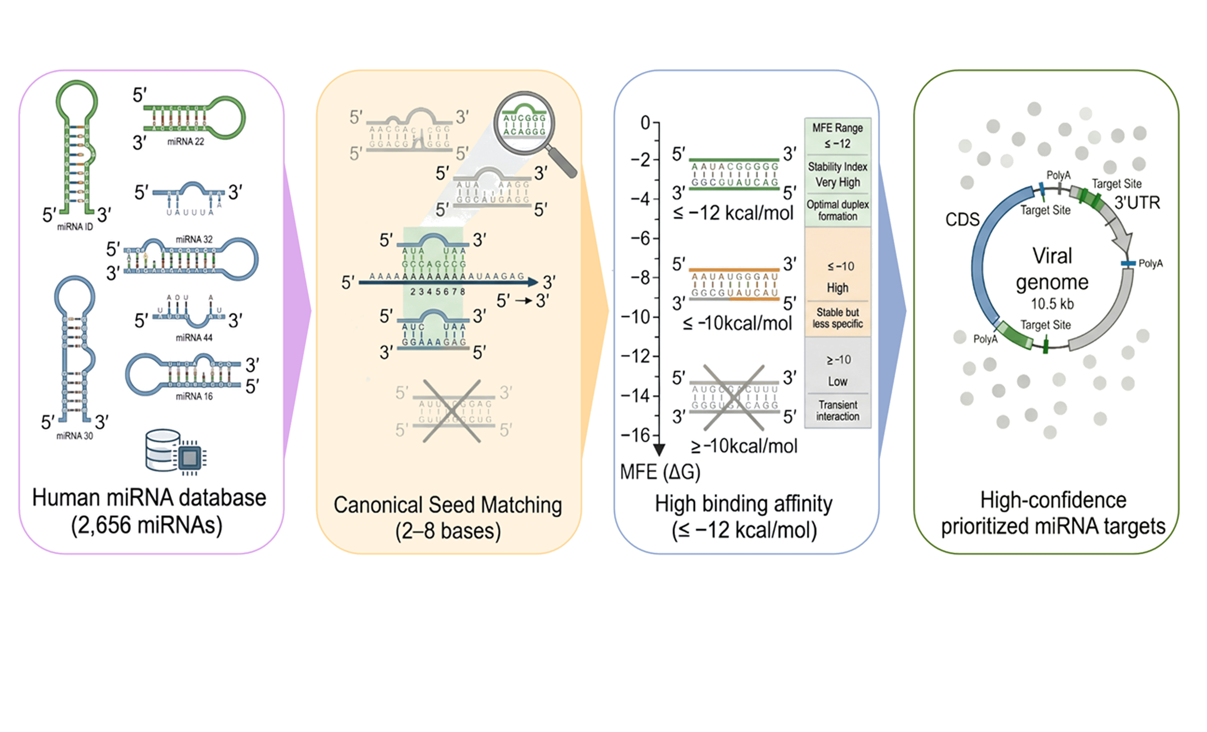 miRNAProtPred graphical abstract showing miRNA-target interaction prediction workflow